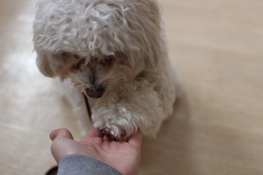 マルチーズ　トイプードル　MIX　マルプー　お手　犬の保育園