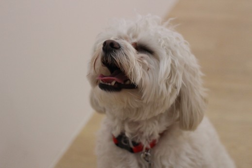 マルチーズ　トイプードル　MIX　マルプー　犬の保育園　ばうびー　しつけ　トレーニング