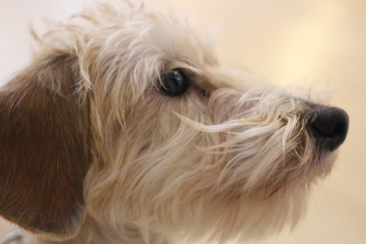 ワイヤーヘアードミニチュアダックスフンド　犬の保育園　預かり