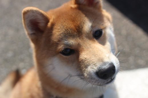 豆柴　お散歩練習