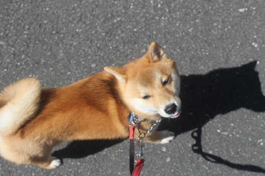 豆柴　お散歩練習　ヒールウォーク