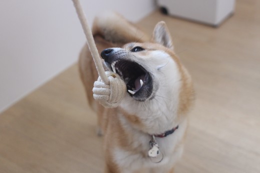 豆柴　おもちゃ遊び