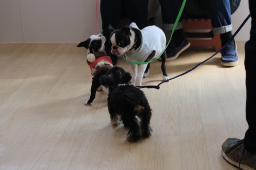 パピーパーティー　犬同士の遊び　フレンチブルドッグ　ヨークシャテリア