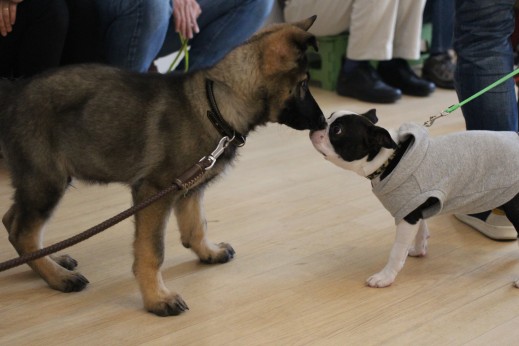 パピーパーティー　ジャーマンシェパード　フレンチブルドッグ　犬同士の遊び