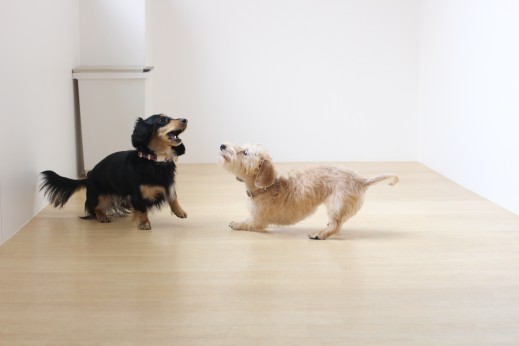 ワイヤーヘアードミニチュアダックスフンド　2頭で遊び　犬の保育園