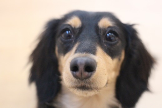 ミニチュアダックスフンド　犬の保育園　ばうびー　しつけ　トレーニング
