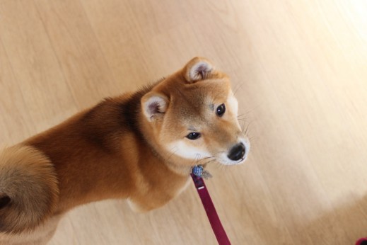 豆柴　室内ヒールウォーク