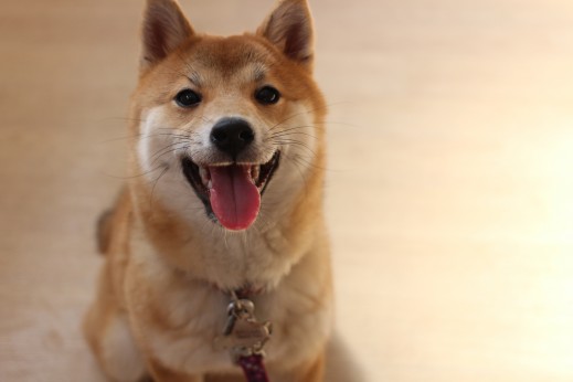 豆柴　オスワリ　犬の保育園　ばうびー　しつけ　トレーニング