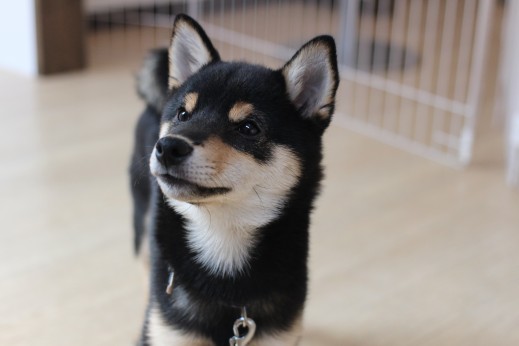 柴犬　パピー　犬の保育園　ばうびー
