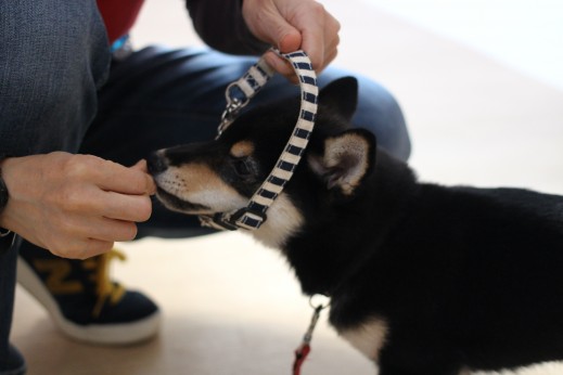 柴犬　首輪慣れ　犬の保育園　　　ばうびー