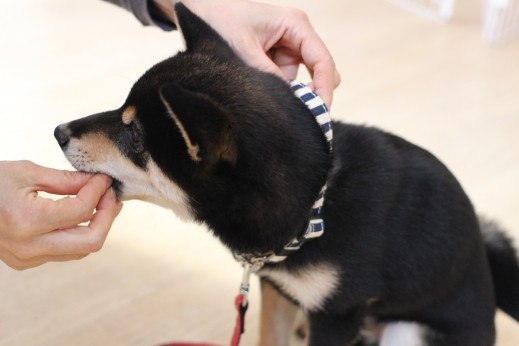 柴犬　首輪慣れ　犬の保育園　　　ばうびー
