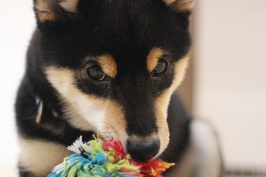 柴犬　犬の保育園　ばうびー　しつけ　トレーニング　おもちゃ遊び