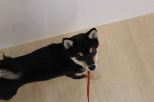 柴犬　ヒールウォーク　アイコンタクト