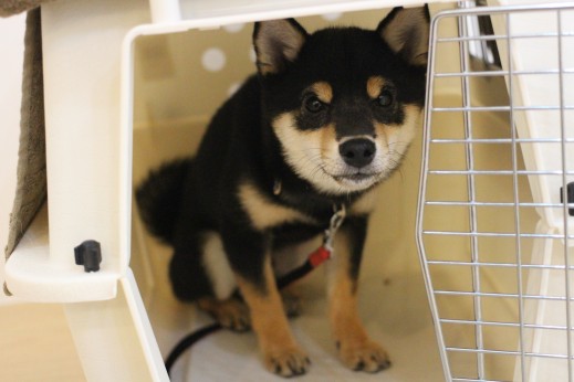 柴犬　クレートトレーニング