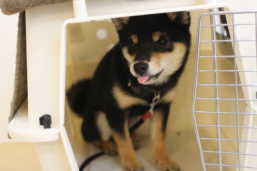 柴犬　犬の保育園　しつけ　トレーニング　クレートトレーニング