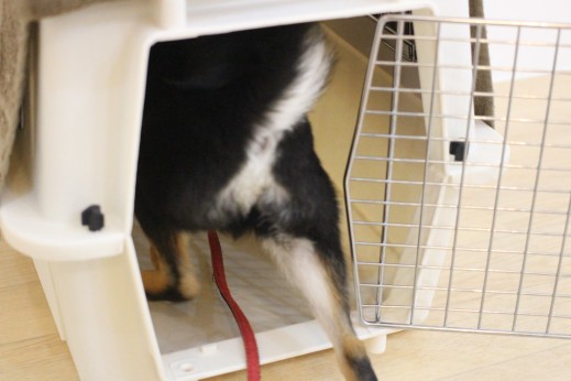 柴犬　クレートトレーニング