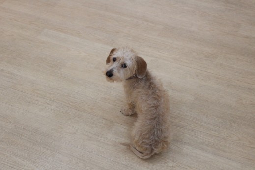 犬の保育園　ワイヤーヘアードミニチュアダックスフンド　マテの練習