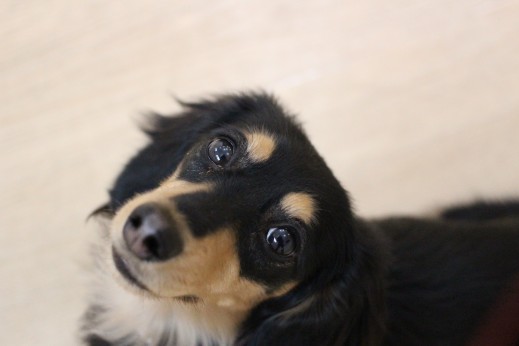 ミニチュアダックスフンド　犬の保育園　ばうびー　しつけ　トレーニング