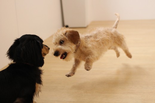 ワイヤーヘアードミニチュアダックスフンド　犬同士の遊び
