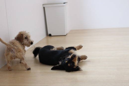 ワイヤーヘアードミニチュアダックスフンド　犬同士の遊び　犬の保育園　ばうびー　しつけ　トレーニング