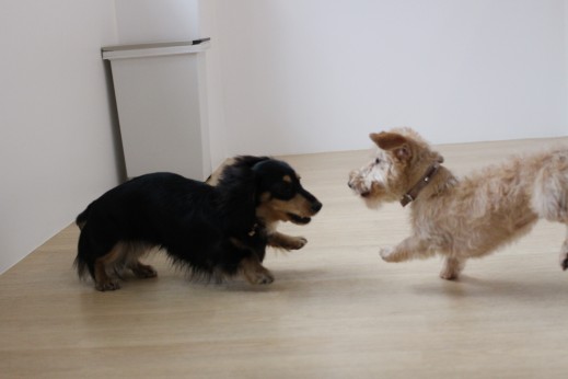 ワイヤーヘアードミニチュアダックスフンド　犬同士の遊び