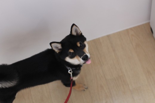 犬の保育園　柴犬　室内ヒールウォーク