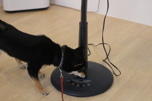 柴犬　扇風機　物慣れ