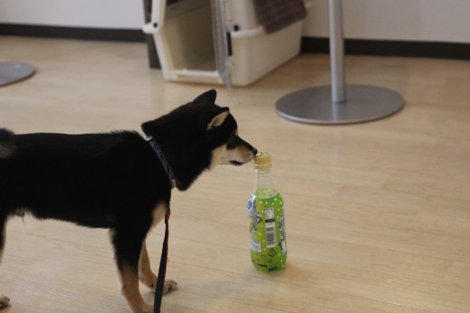 犬の保育園　柴犬　ペットボトル