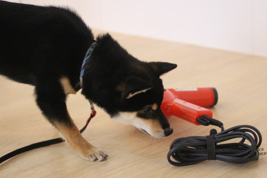 柴犬　ドライヤー　物慣れ