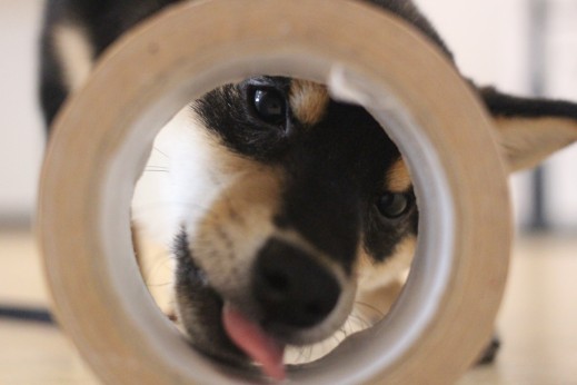 柴犬　ガムテープで物慣れ