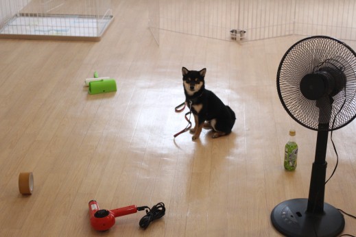 柴犬　物慣れ　