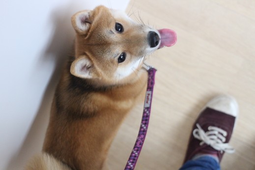 豆柴　犬の保育園　ヒールウォークの練習