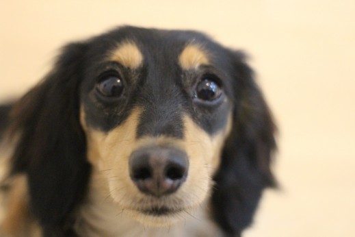 ミニチュアダックスフンド　犬の保育園　ばうびー　オスワリ