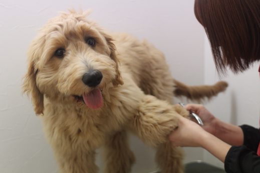 犬の保育園　ばうびー　三鷹店　ゴールデンドゥードル　シャンプー　爪切り