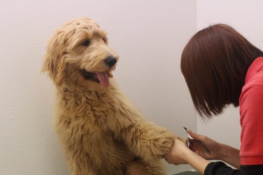 犬の保育園　ばうびー　三鷹店　ゴールデンドゥードル　爪切り