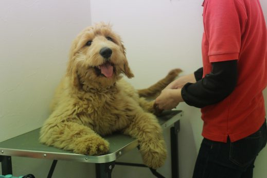犬の保育園　ばうびー　ゴールデンドゥードル　シャンプー　お手入れ　爪切り