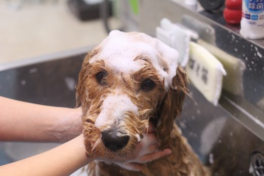 犬の保育園　ばうびー　ゴールデンドゥードル　シャンプー