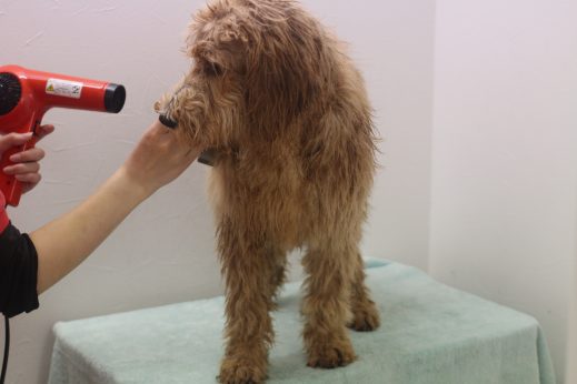 犬の保育園　ばうびー　三鷹店　ゴールデンドゥードル　ドライヤー