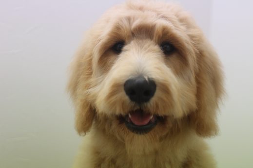 犬の保育園　ばうびー　ゴールデンドゥードル　しつけ