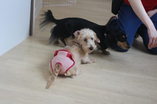 犬の保育園　ばうびー　三鷹店　ダックスフンド　トリック　トレーニング