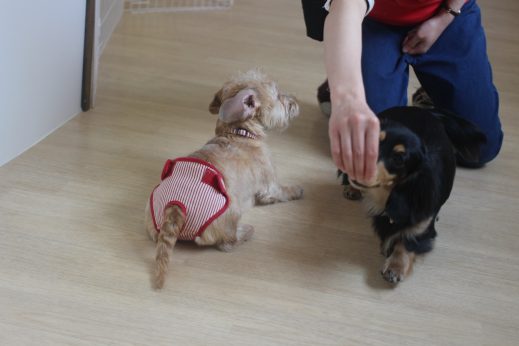 犬の保育園　ばうびー　三鷹店　ダックスフンド　トリック