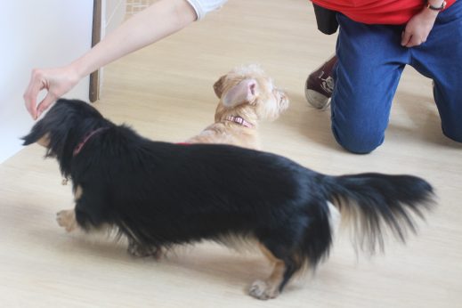 犬の保育園　ばうびー　三鷹店　ダックスフンド　フセ　マテ　ラウンド