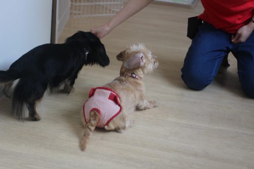 犬の保育園　ばうびー　三鷹店　ダックスフンド　トリック　トレーニング