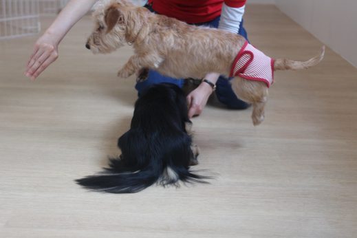 犬の保育園　ばうびー　ダックスフンド　トリック　ジャンプ