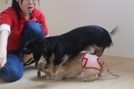 犬の保育園　ばうびー　ダックスフンド　トリック　ジャンプ