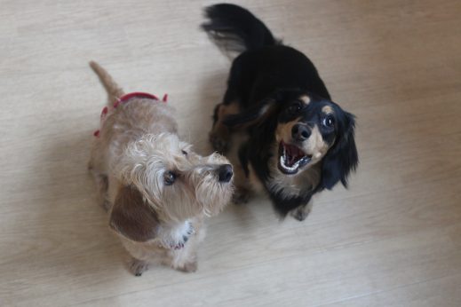 犬　保育園　しつけ　三鷹　ダックスフンド