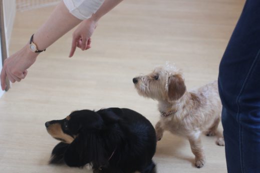 犬　保育園　ばうびー　三鷹　ダックスフンド　トリック