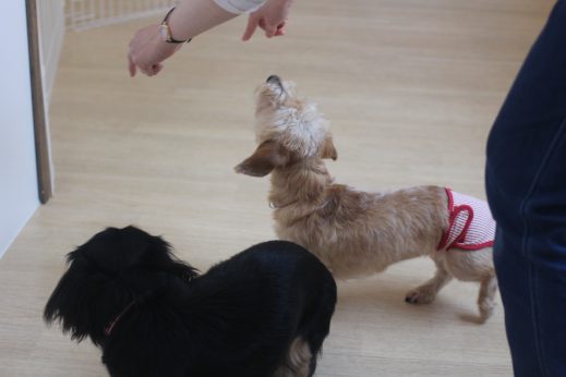 犬　保育園　ばうびー　三鷹　しつけ　トレーニング　トリック　スピン