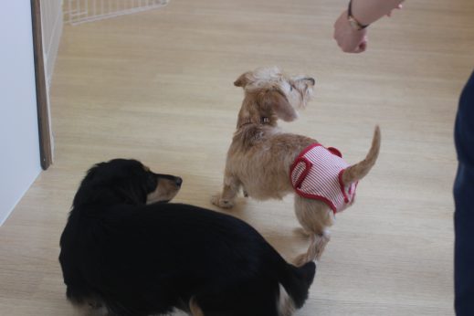 犬　保育園　ばうびー　ダックスフンド　トリック　スピン