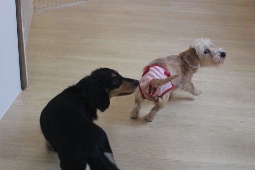 犬　保育園　ばうびー　ダックスフンド　しつけ　トレーニング　